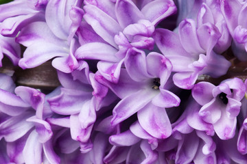 Naklejka premium hyacinth