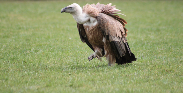 G&auml;nsegeier l&auml;uft &uuml;ber eine Wiese