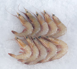 Shrimp