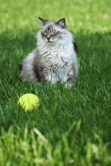 Naklejka premium beautiful cat that won't fetch