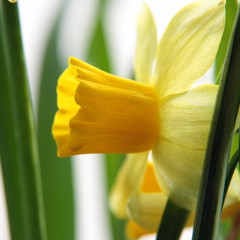 narcissus