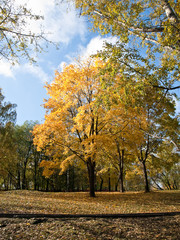 Fototapeta premium Yellow and orange autumn foliage in the park