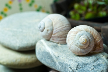 Schneckenhäuser auf Stein