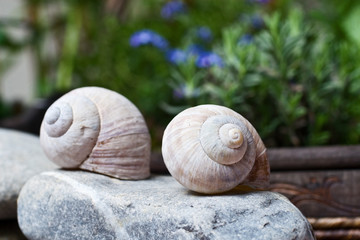 zwei Schneckenhäuser als Gartendeko