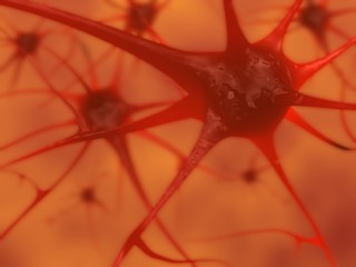 Neurons