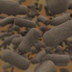 Bacteria
