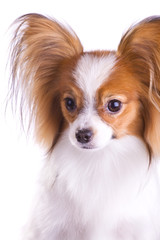 Dog of breed papillon