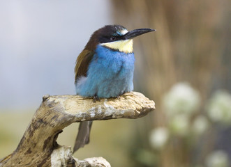 common bee-eater