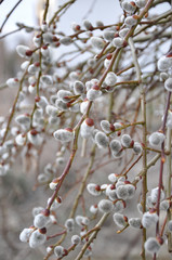 bazie wierzbowe wiosenną porą © at_