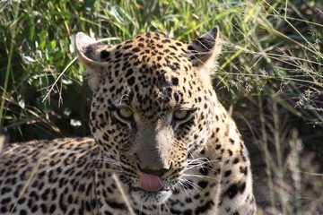 Leopard licking lips