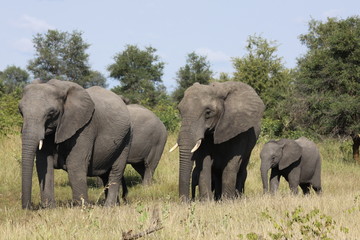 Fototapeta na wymiar Mały rodzinny Elephant