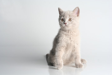 British kitten in studio on the gray background
