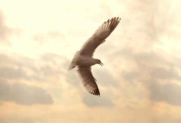 Seagull