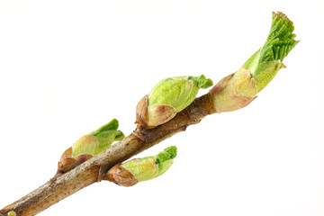 Obraz premium Currant buds
