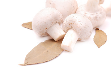 Closeup champignon