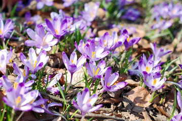 Spring flowers