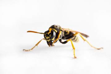 Wasp (Dolichovespula Vulgaris)