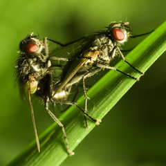 Two flies (musca domestica) mating