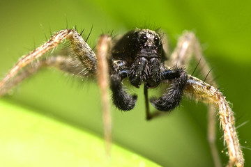 Wolf spider (Lycosidae)