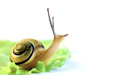 Grove snail (Cepaea nemoralis) on salad