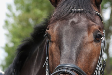 Schau mir in die Augen