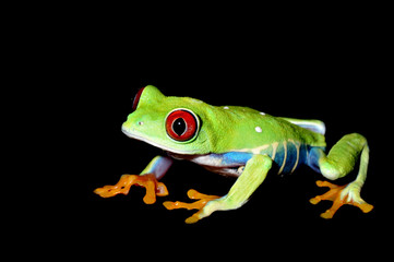 red eyed tree frog