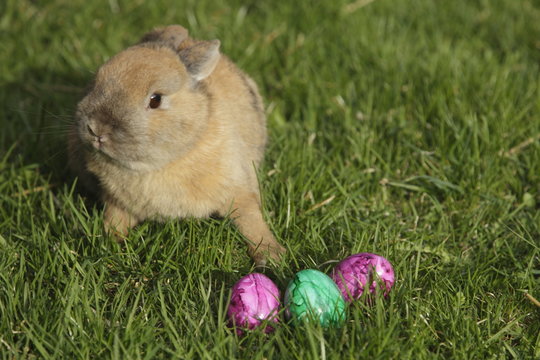 Osterhase