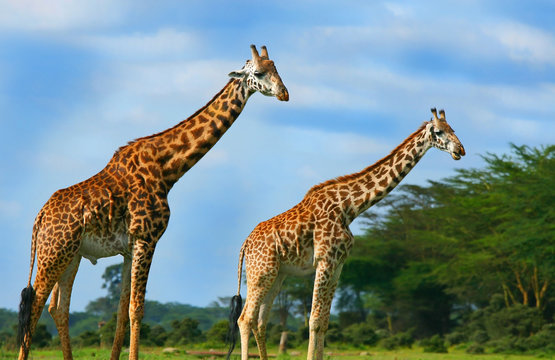 Fototapeta Family of wild giraffes