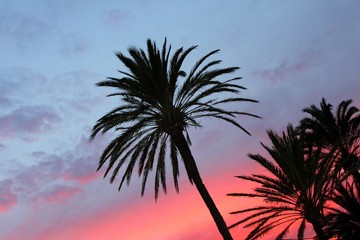 Fototapeta na wymiar blue and orange red sunset palm trees