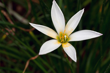 Fototapeta premium Rain Lily
