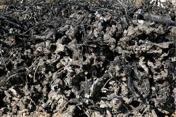 Aged dried vineyard stacked trunk firewood
