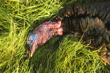 dead turkey tom (Male)