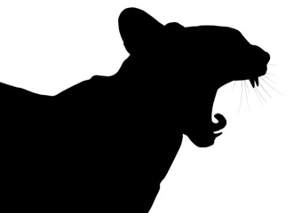 chat profil © laurent gendre