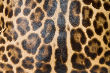 Leopard skin background
