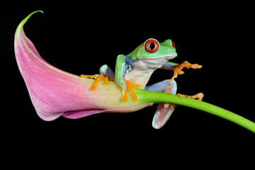 red eyed tree frog - 21636789