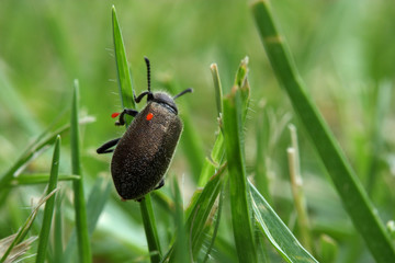 Bugs on bug
