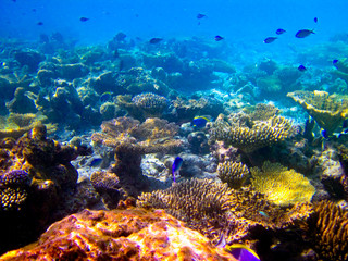 Fototapeta na wymiar pod wodny świat na Malediwach