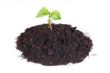 new life
