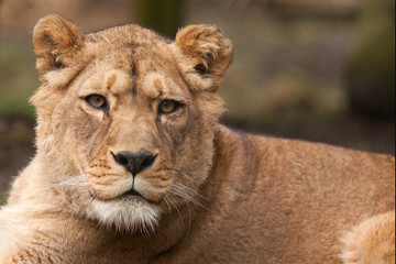 barbary lion 6662