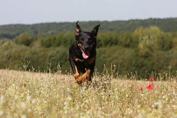 berger de Beauce,beauceron,en course de face