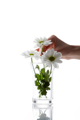 Daisy Isolated