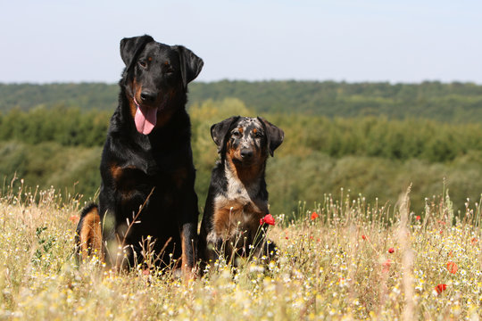 86 Best Berger Francais Images Stock Photos Vectors Adobe Stock