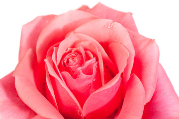 blossoming rose flower