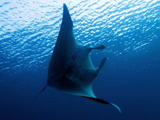 Manta