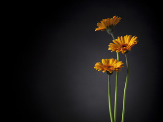 three orange gerber daisy flowers in the spotlight