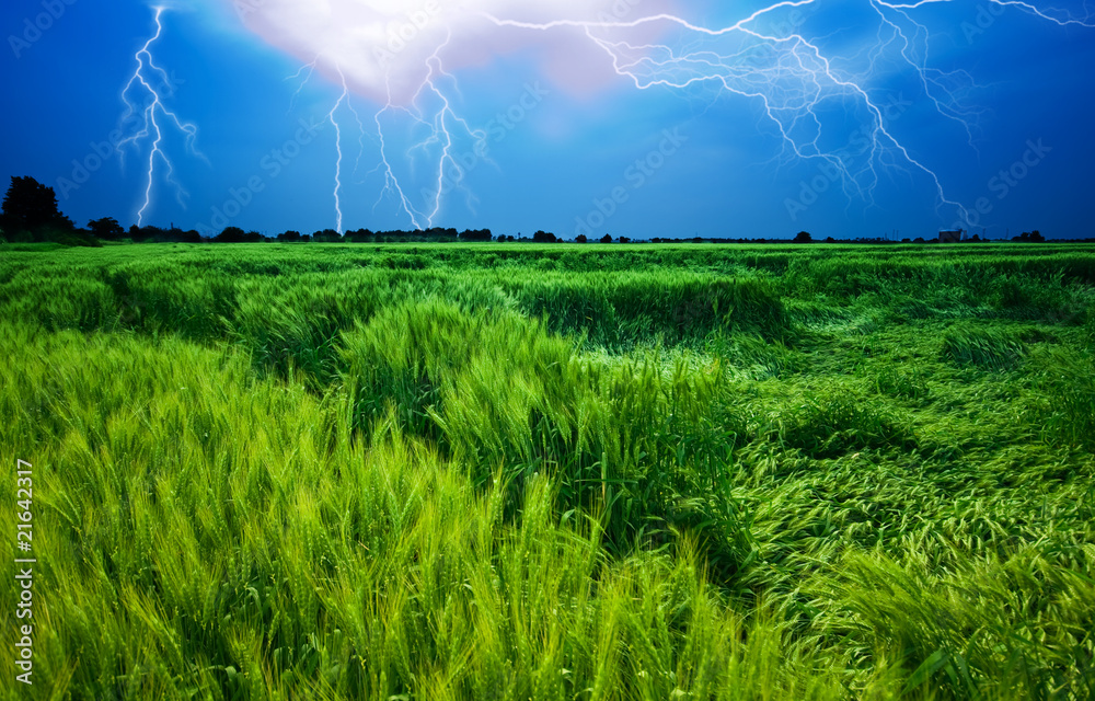 Canvas Prints storm over wheat field