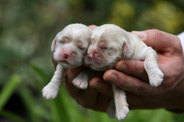 deux chiot cockers américains - american cocker spaniel