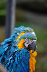 ルリコンゴウインコ