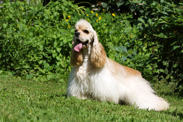 american cocker spaniel debout de  profil