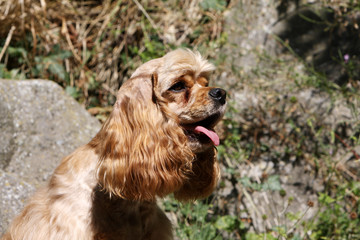 tête de profil d'un american cocker spaniel